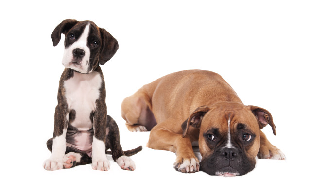 Two dogs brown black shiba free wallpaper - medium preview image