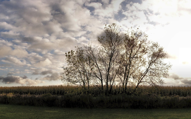 Lone tree cloudy sky panorama free wallpaper - medium preview image