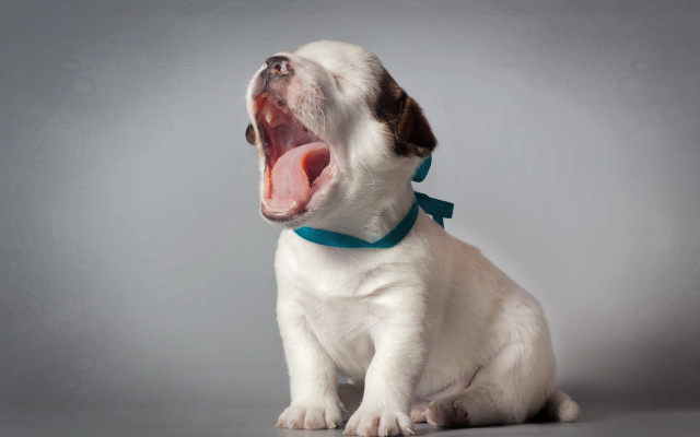 Small white dog yawning blue free wallpaper - medium preview image