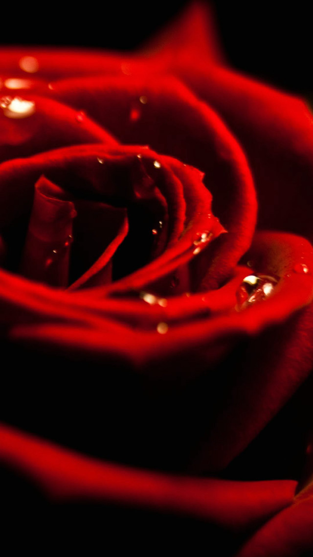 Red rose water droplets black #3 free wallpaper - medium preview image
