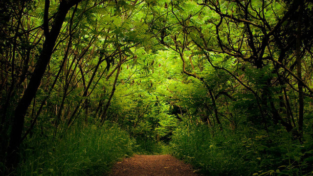 Dirt path forest trees sunlight free wallpaper - medium preview image
