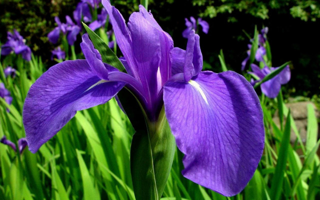 Purple flower field bushes macro free wallpaper - medium preview image