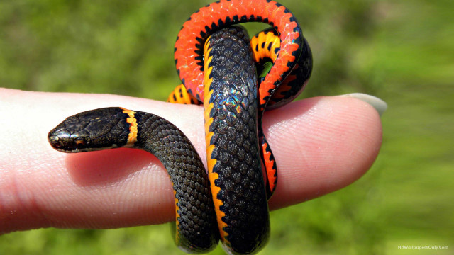 Orange black cobra finger grass free wallpaper - medium preview image
