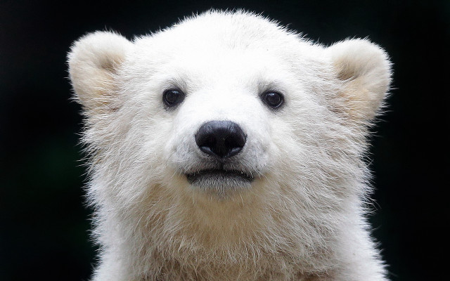 Polar bear closeup black background free wallpaper - medium preview image