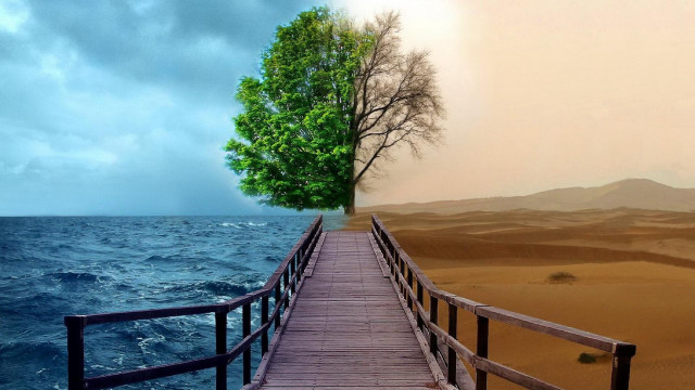 Wooden bridge tree beach water #4 free wallpaper - medium preview image