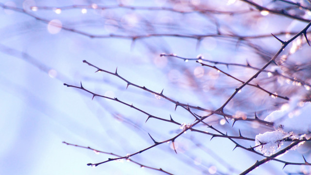 Snowy branch blue sky water free wallpaper - medium preview image