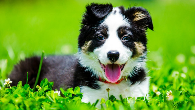 Black white dog tongue out free wallpaper - medium preview image
