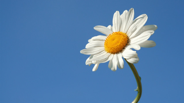 White daisy blue sky flower free wallpaper - medium preview image