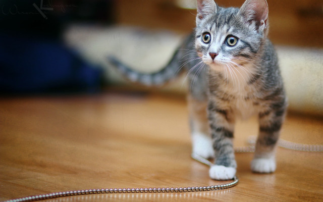 Kitten wooden floor chain blurry free wallpaper - medium preview image