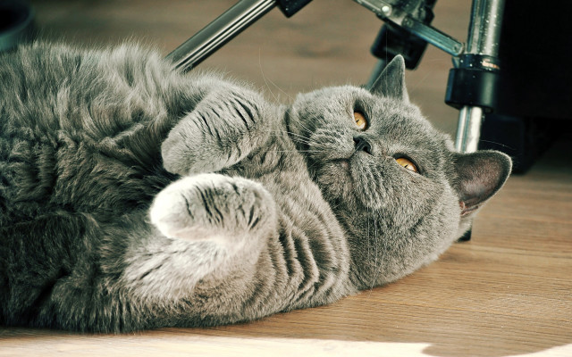 Cat glamor rococo photocopy felix free wallpaper - medium preview image