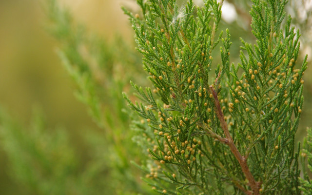 Tree yellow flowers foliage macro free wallpaper - medium preview image