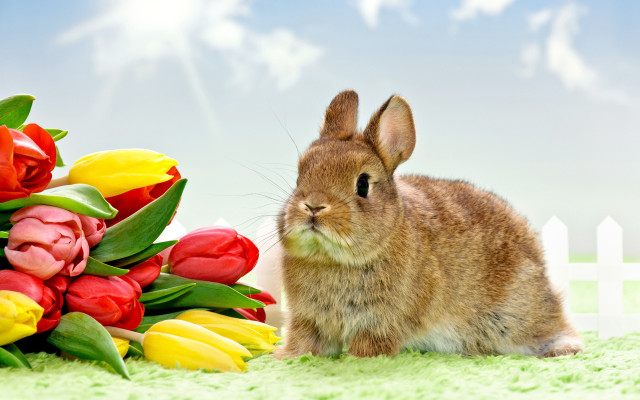 Rabbit flowers green fence furry free wallpaper - medium preview image