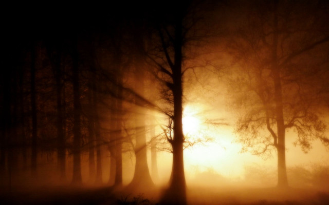 Foggy forest sunset silhouette autumn free wallpaper - medium preview image