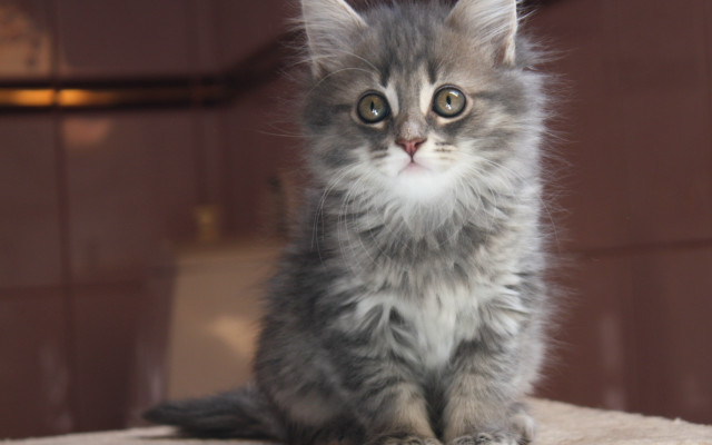 Kitten table door window light free wallpaper - medium preview image