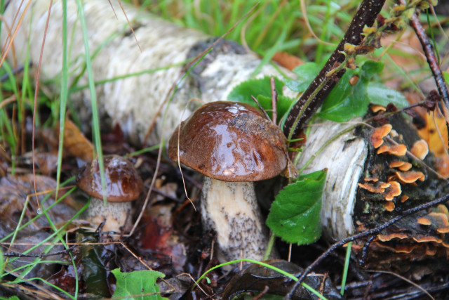 Mushrooms woodland ecological art decay free wallpaper - medium preview image