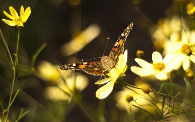 Yellow butterfly on flower macro free wallpaper - medium preview image