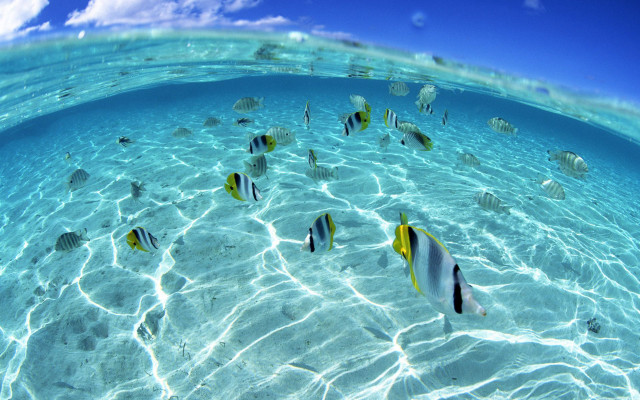 Shallow ocean fish sky clouds free wallpaper - medium preview image