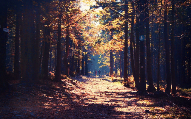 Woods path forest city fireworks free wallpaper - medium preview image