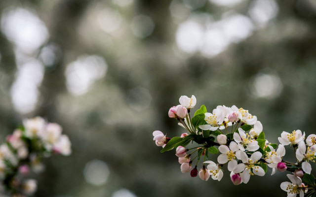 Flower branch bloom bokeh green free wallpaper - medium preview image