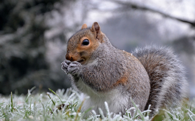 Squirrel frosted grass winter bare free wallpaper - medium preview image