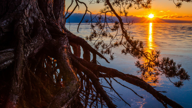 Tree sunset water autumn bush free wallpaper - medium preview image