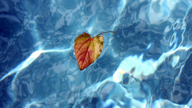 Leaf floating water blue reflection free wallpaper - medium preview image