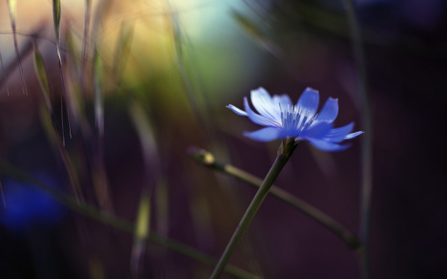 Blue flower field butterfly wings free wallpaper - medium preview image