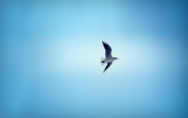 Bird flying blue sky white free wallpaper - medium preview image