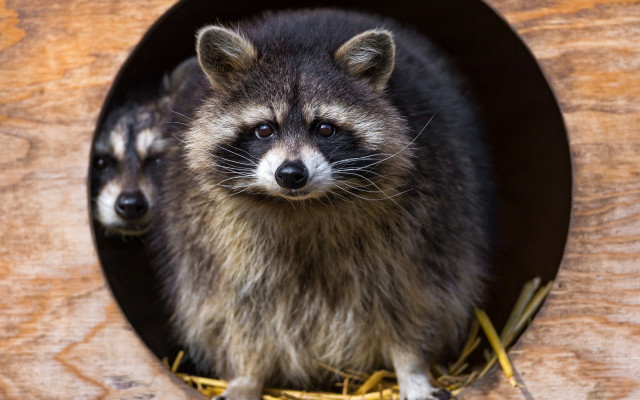 Raccoons peering out hole straw free wallpaper - medium preview image