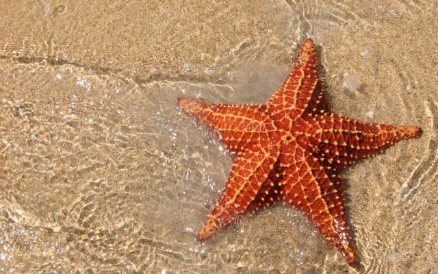 Starfish beach sand water splash free wallpaper - medium preview image