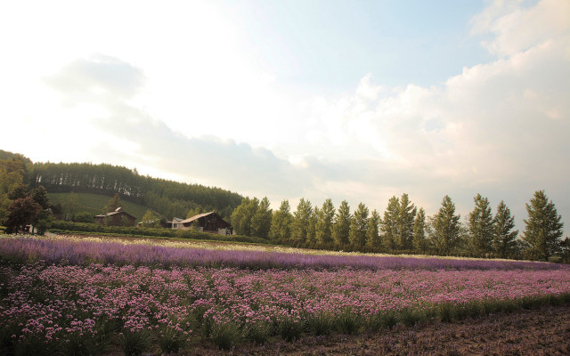 Flower field house sky clouds #2 free wallpaper - medium preview image