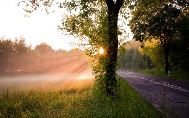 Foggy field sunshine tree road free wallpaper - medium preview image