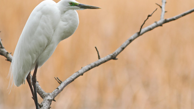White bird perched branch field free wallpaper - medium preview image