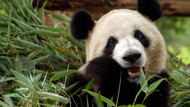 Panda yawning grass bamboo nature free wallpaper - medium preview image