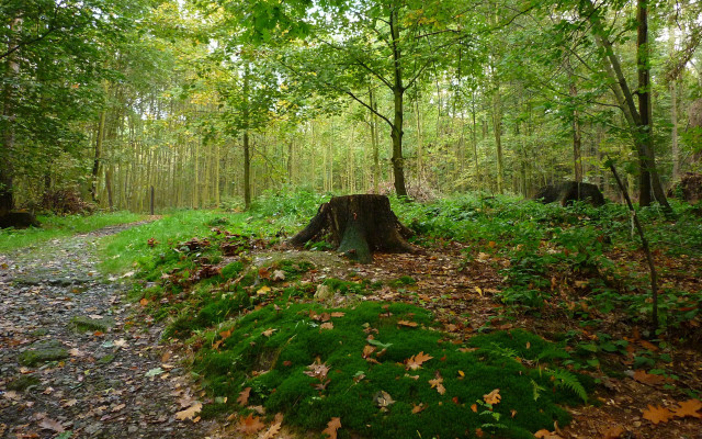 Tree stump forest trail nature free wallpaper - medium preview image