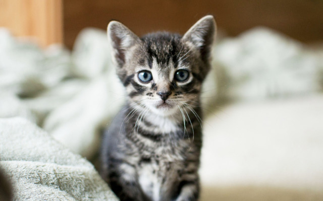 Sad kitten blue eyes blurry free wallpaper - medium preview image