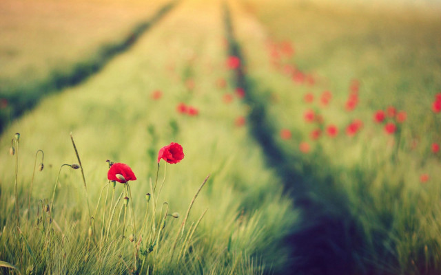 Red flower field impressionist bush free wallpaper - medium preview image
