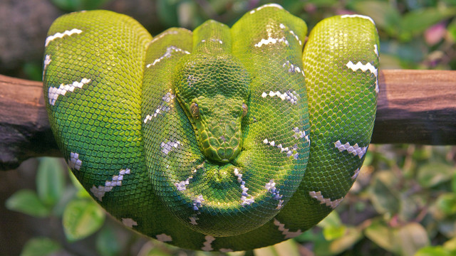 Green snake curled branch blurry free wallpaper - medium preview image