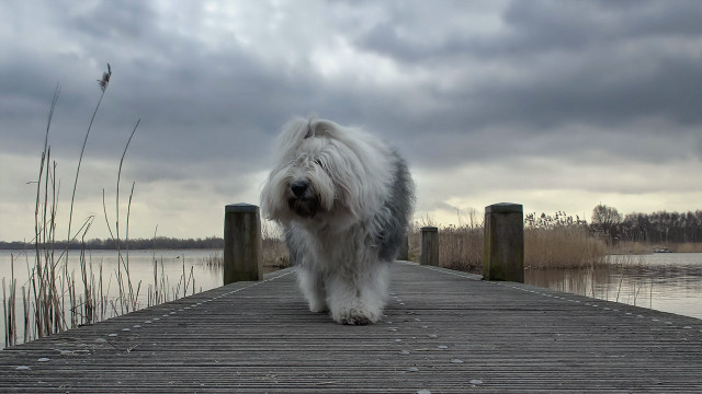Shaggy dog dock water cloudy free wallpaper - medium preview image