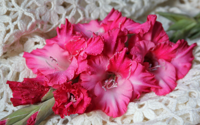 Flower closeup lace water drops free wallpaper - medium preview image