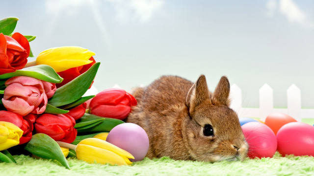 Bunny flowers eggs tulips magical free wallpaper - medium preview image