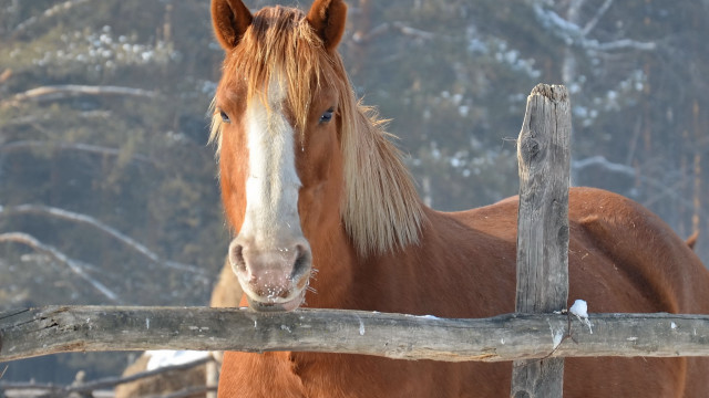Horse fence snow trees forest free wallpaper - medium preview image