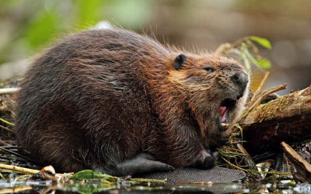 Beaver yawning woods outdoors realistic free wallpaper - medium preview image