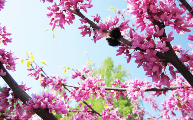 Bee pink flower branch blue #2 free wallpaper - medium preview image