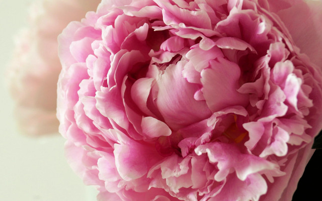 Pink flower vase water droplets free wallpaper - medium preview image