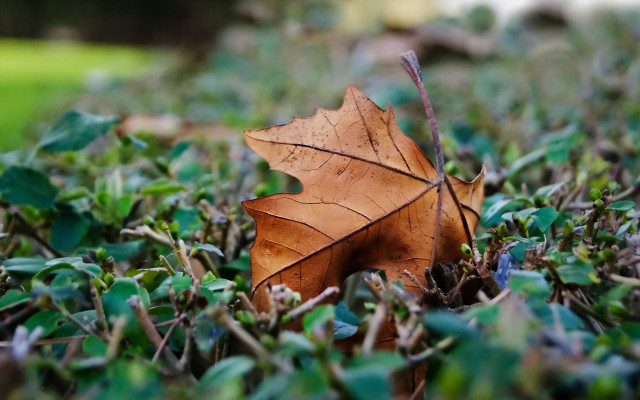 Leaf grass blurry bokeh macro free wallpaper - medium preview image