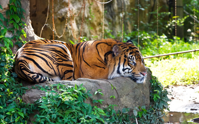 Tiger rock zoo greenery stream #2 free wallpaper - medium preview image