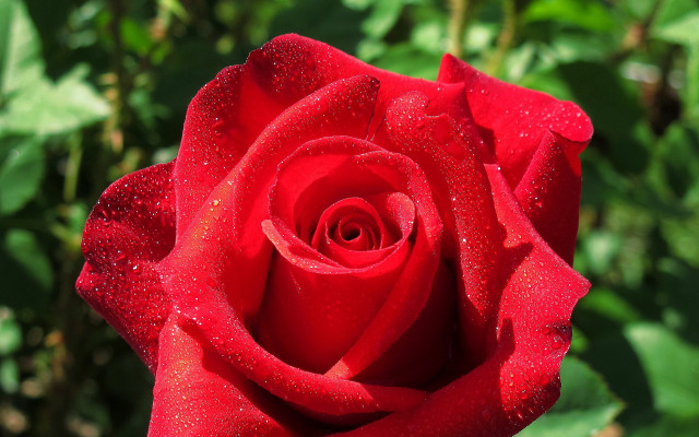 Red rose water droplets bokeh #3 free wallpaper for desktop - medium preview image