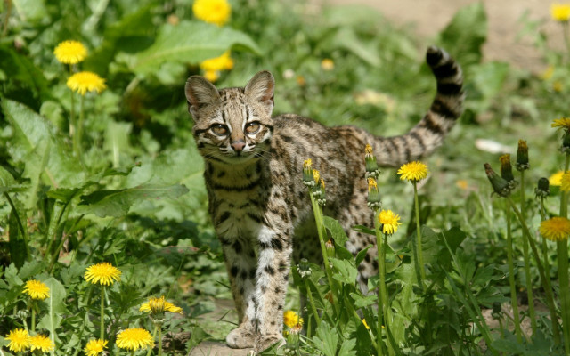 Cat field yellow flowers dirt free wallpaper - medium preview image