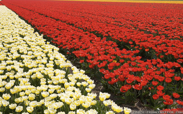 Field flowers red yellow line free wallpaper - medium preview image